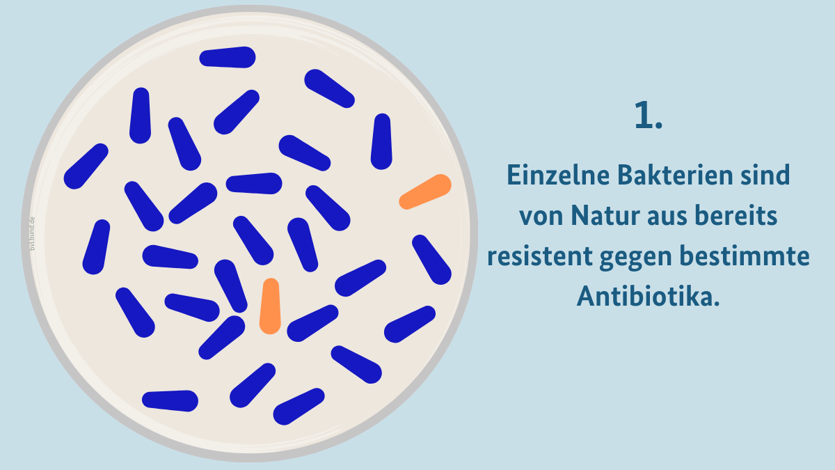 Gemalte Petrischale mit vielen blauen, nicht-resistenten, und ein paar wenigen oragenen, resistenten, Bakterien. Text: Einige Bakterien sind von natur aus bereits resistent gegen Antibiotika.