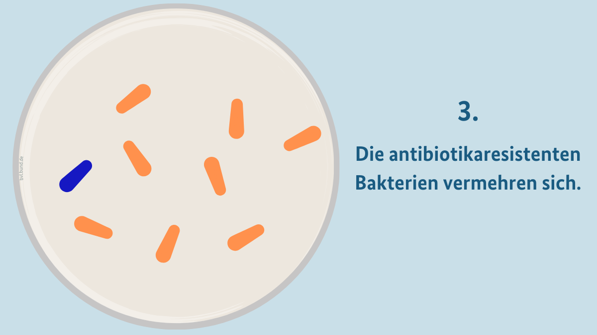Gemalte Petrischale mit orangenen, resistenten Bakterien. Text: Die resistenten Bakterien vermehren sich.