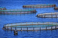 Das Bild zeigt Aquakultur, Fischzucht