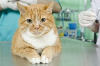 Das Bild zeigt eine Katze beim Tierarzt auf dem Behandlungstisch.