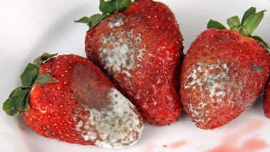 Das Bild zeigt einen Teller mit verschimmelten Erdbeeren. (Quelle: Klaus Eppele / Fotolia.com)